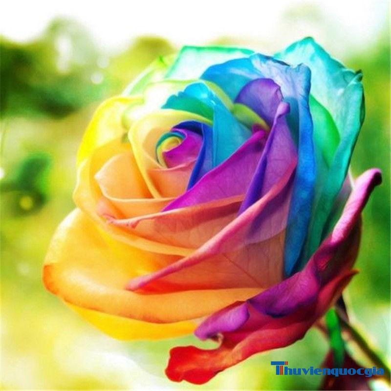 Người ta cho rằng nguồn gốc của hoa hồng 7 màu bắt nguồn từ những vườn hoa cổ xưa. Hãy xem hình ảnh và tìm hiểu thêm về câu chuyện đằng sau vẻ đẹp độc đáo của những bông hoa này.