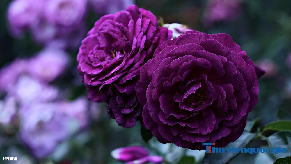 Giải đáp ý nghĩa hoa hồng tím trong cuộc sống và trong tình yêu Giải Đáp Ý Nghĩa Hoa Hồng Tím Trong Cuộc Sống Và Trong Tình Yêu