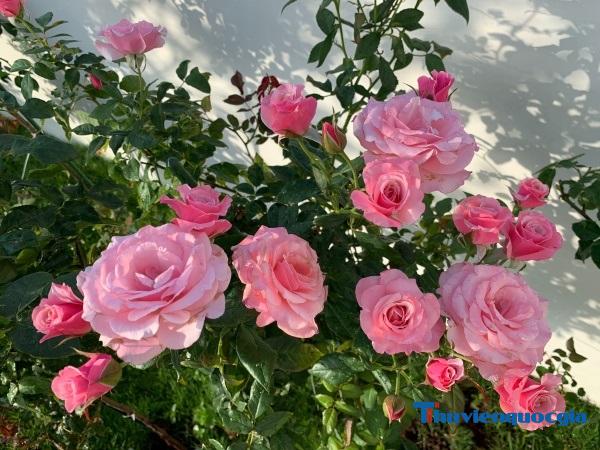 Hoa hồng là gì? Những loại hoa hồng phổ biến nhất ở Việt Nam