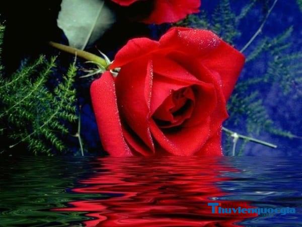 Lý giải thắc mắc: Hoa hồng là quốc hoa của nước nào?