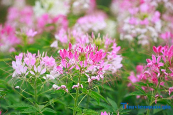 Hoa Rù Rì Hướng dẫn cách trồng và chăm sóc cây hoa hồng ri